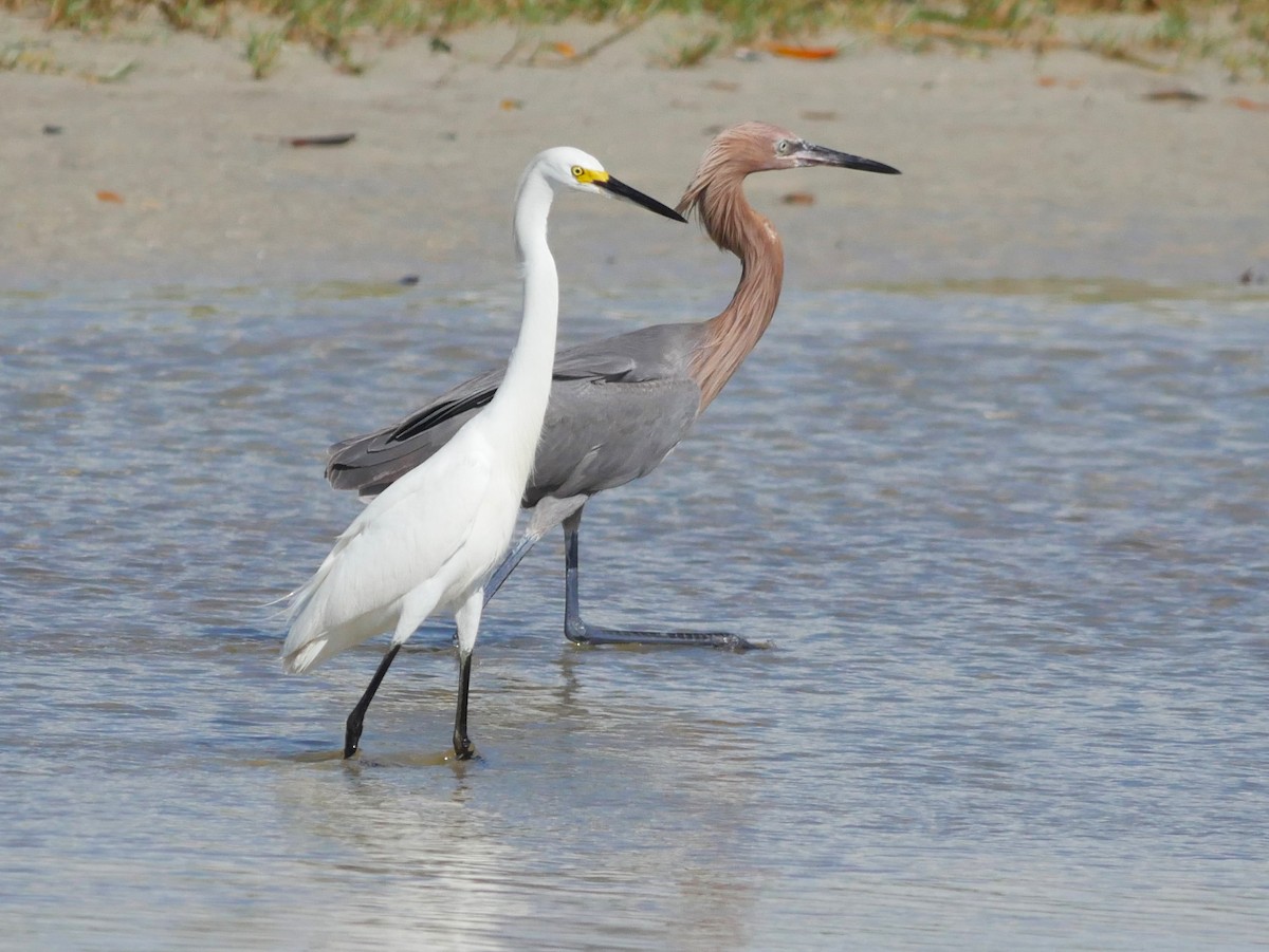 Snowy Egret - ML620807689