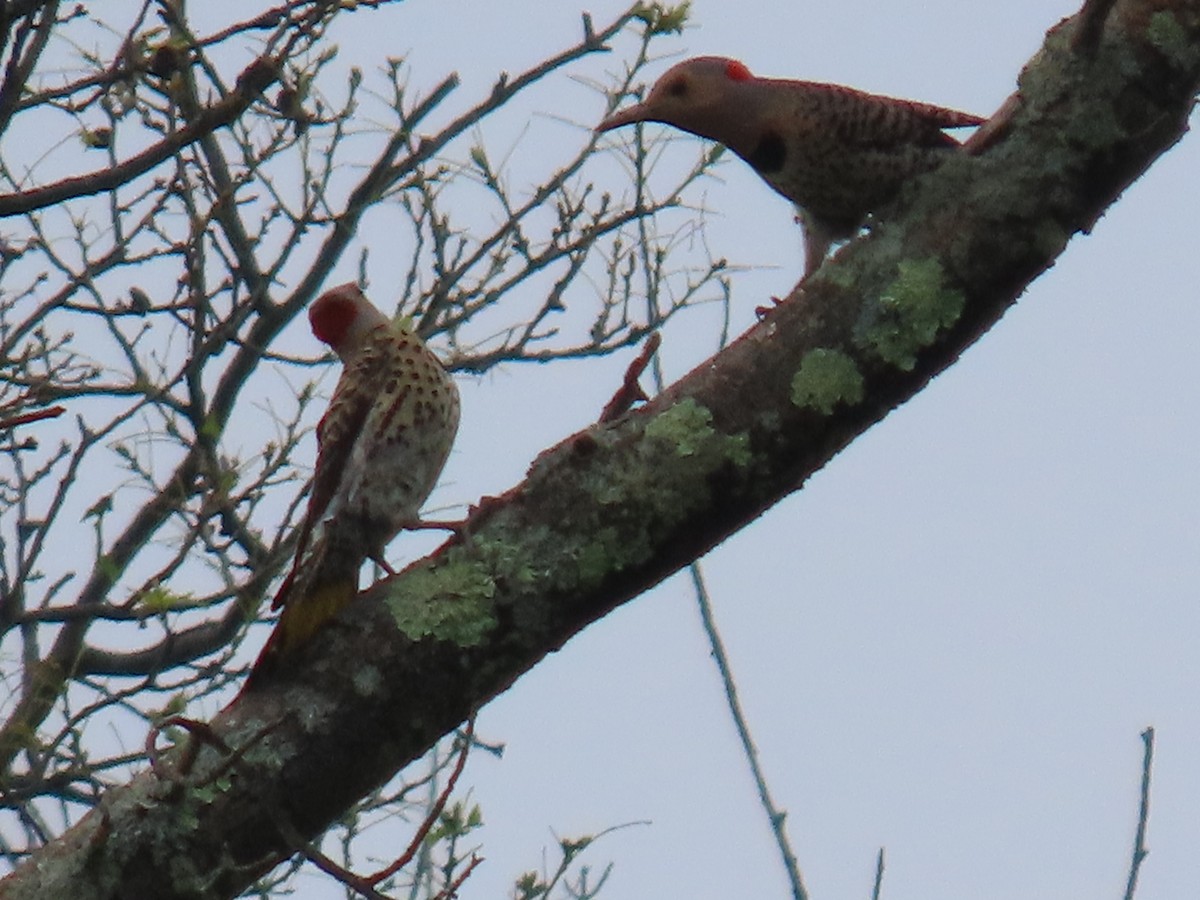 Northern Flicker - ML620807692