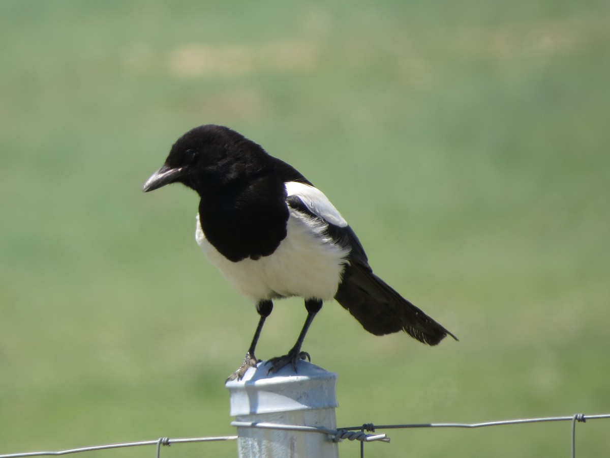 Black-billed Magpie - ML620807696