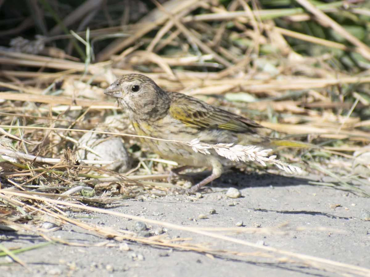 Saffron Finch - ML620807699