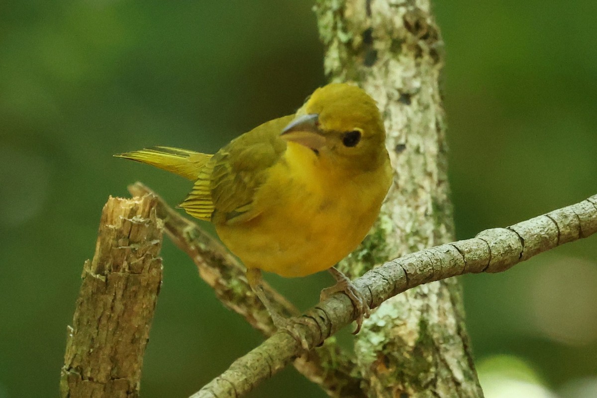 Summer Tanager - ML620807704