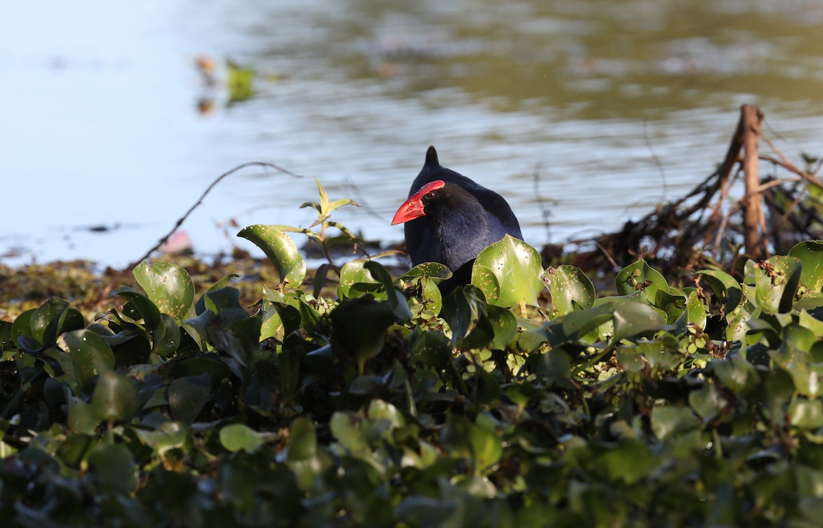 Australasian Swamphen - ML620807720