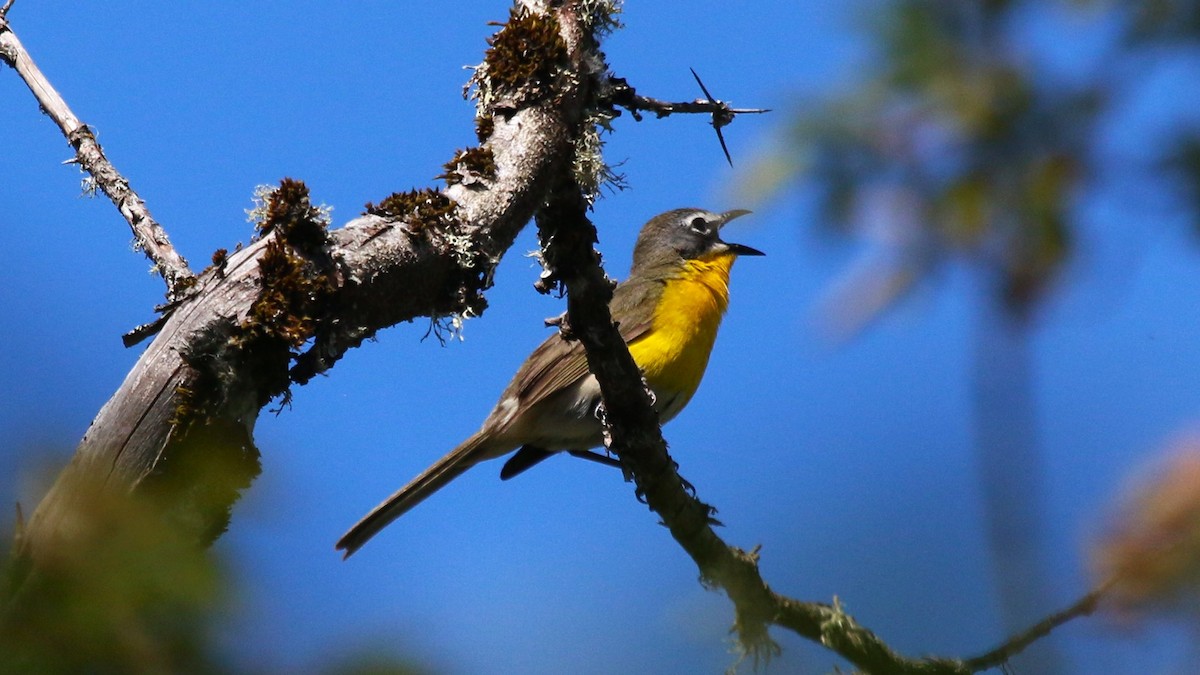 Yellow-breasted Chat - ML620807733