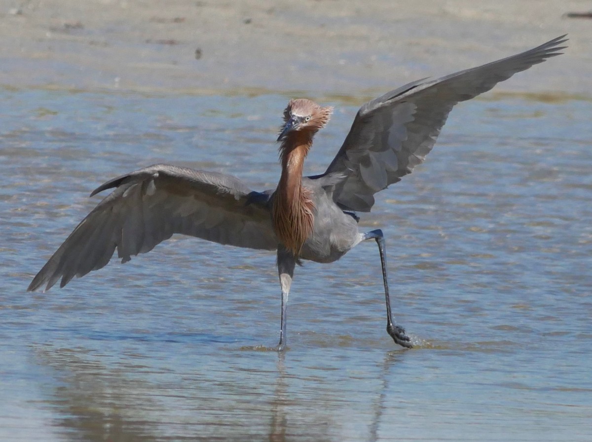 Reddish Egret - ML620807734