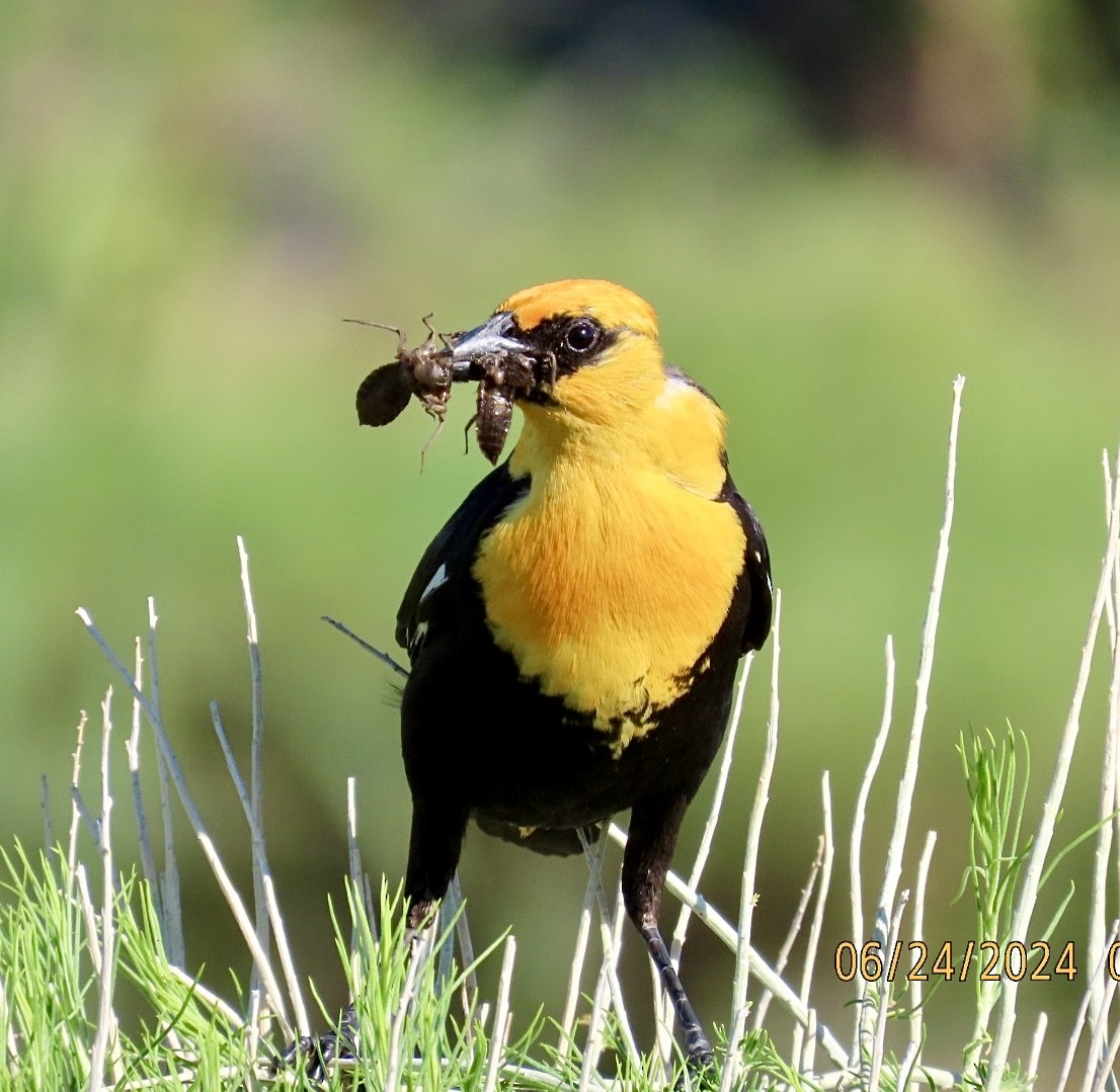 Yellow-headed Blackbird - ML620807736