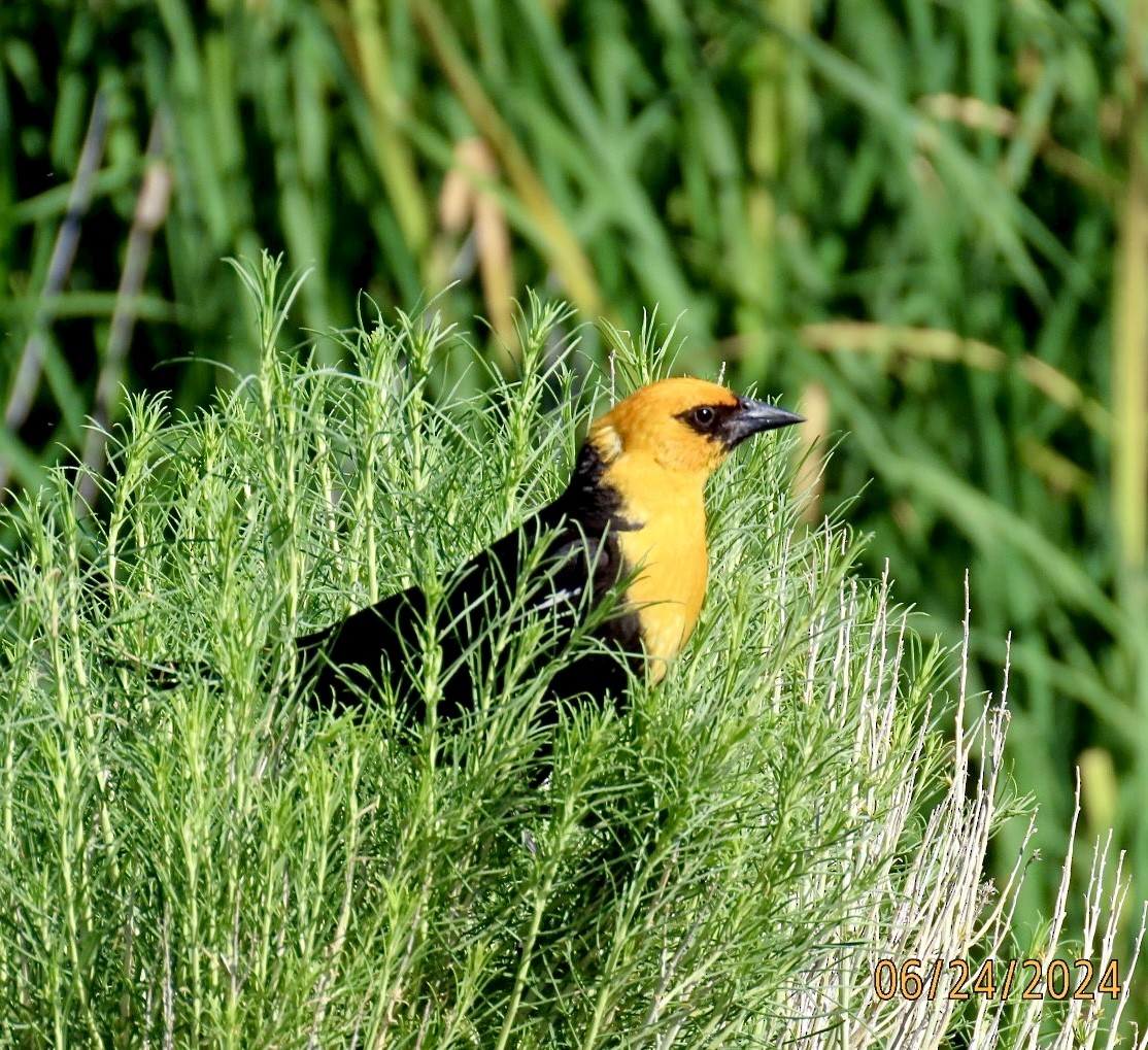 Yellow-headed Blackbird - ML620807737