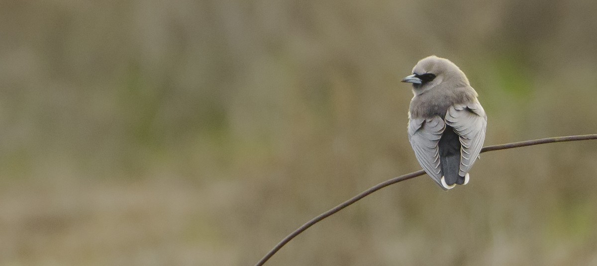 Black-faced Woodswallow - ML620807740