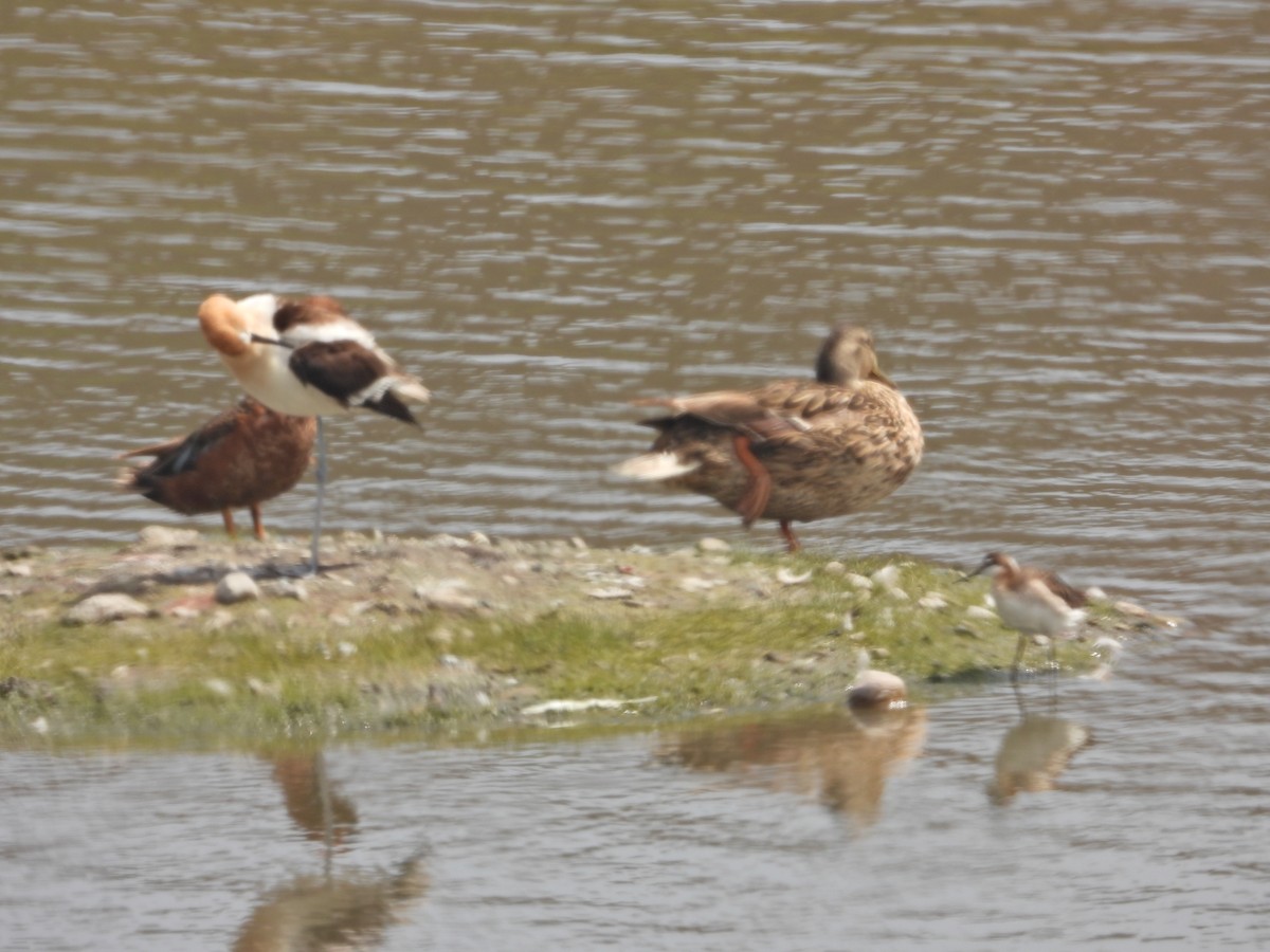 Wilson's Phalarope - Avo Stilt