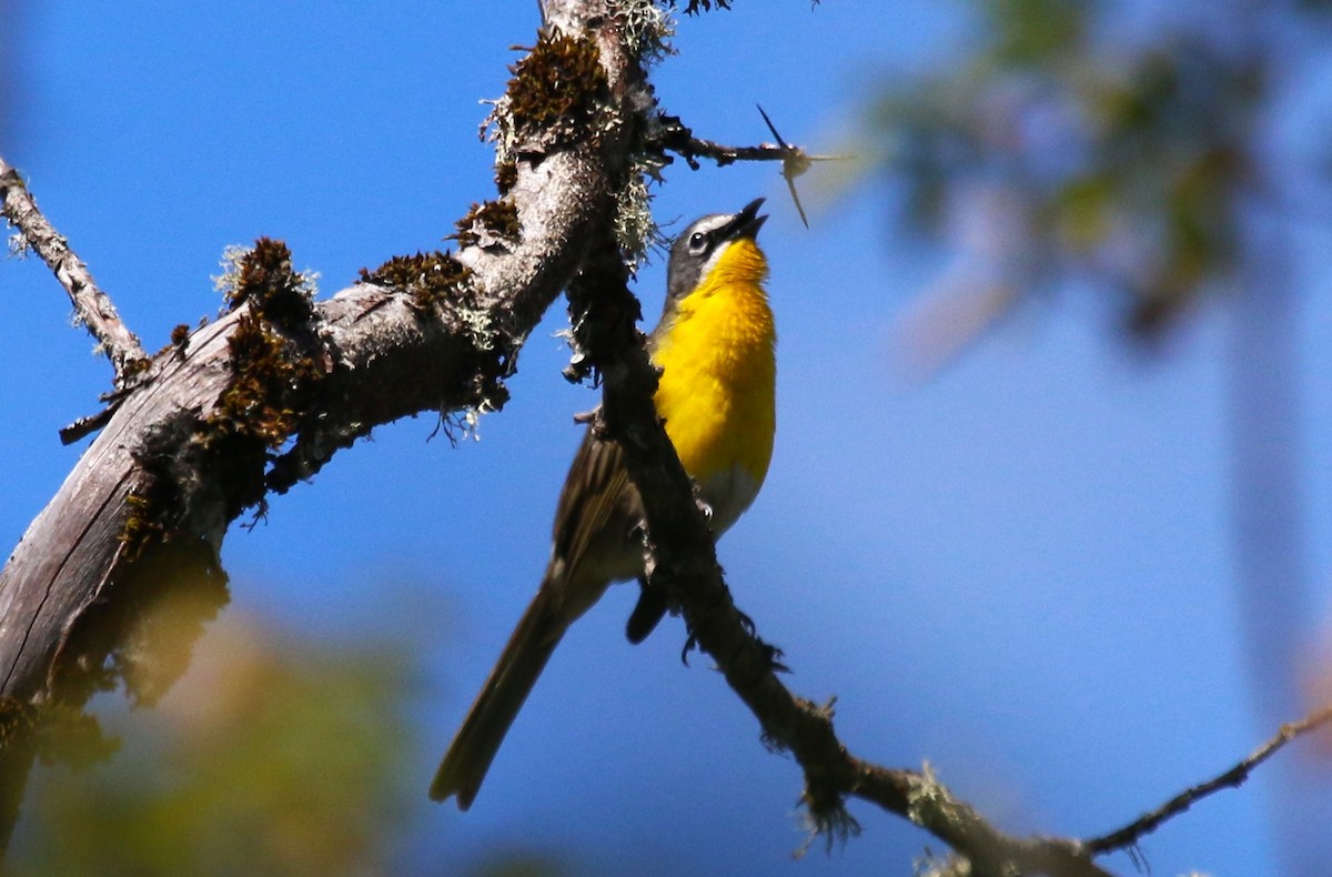 Yellow-breasted Chat - ML620807746