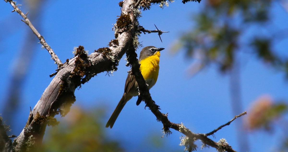 Yellow-breasted Chat - ML620807751