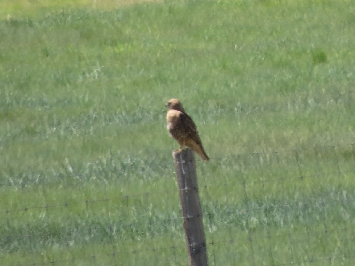 Red-tailed Hawk - ML620807752