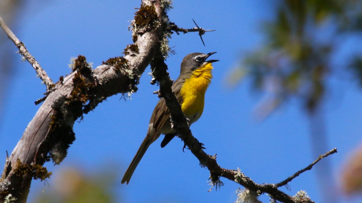 Yellow-breasted Chat - ML620807753