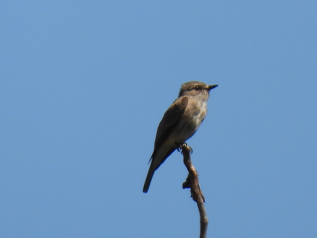 Spotted Flycatcher - ML620807754