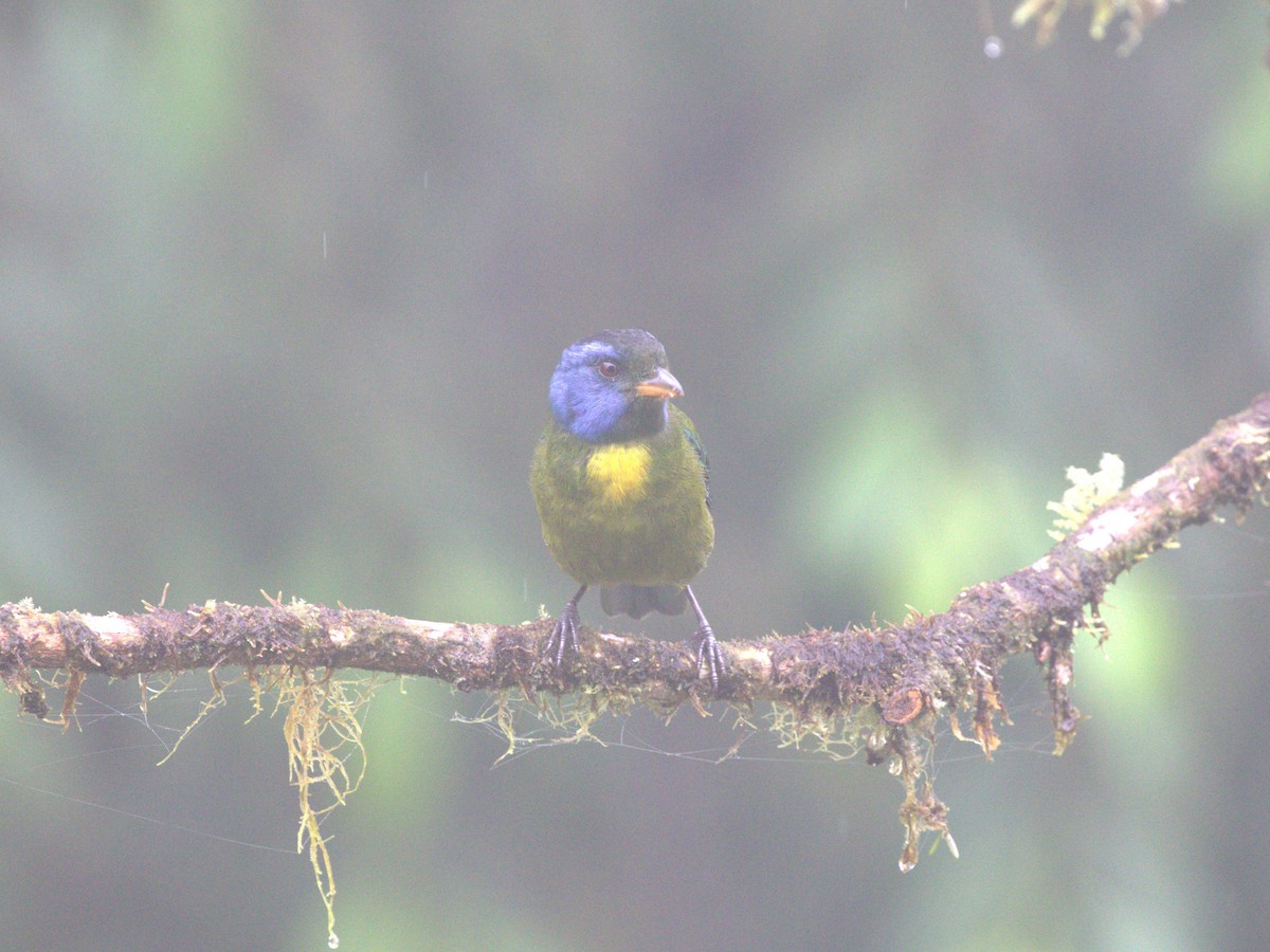 Moss-backed Tanager - ML620807768