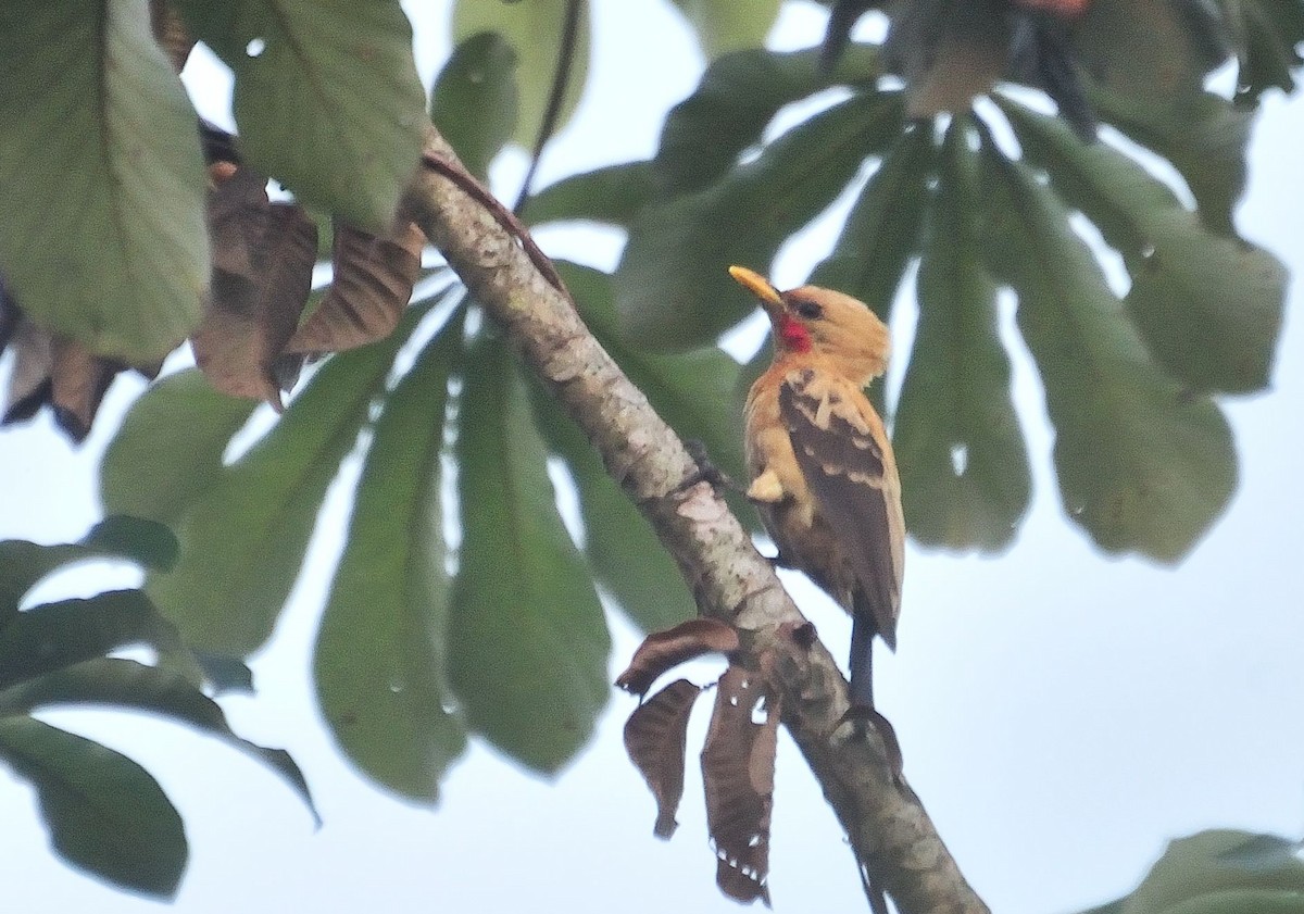 Cream-colored Woodpecker - ML620807769