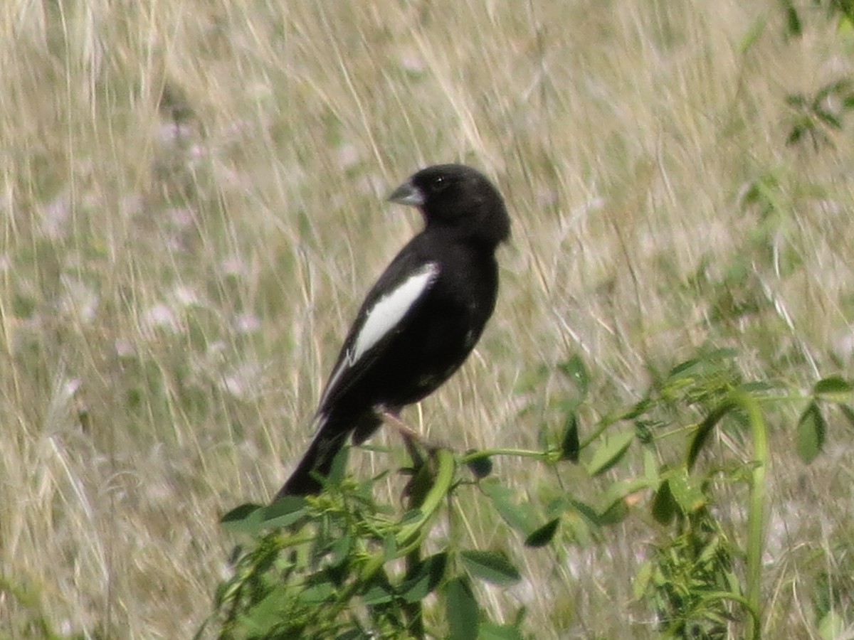 Chingolo Albinegro - ML620807770