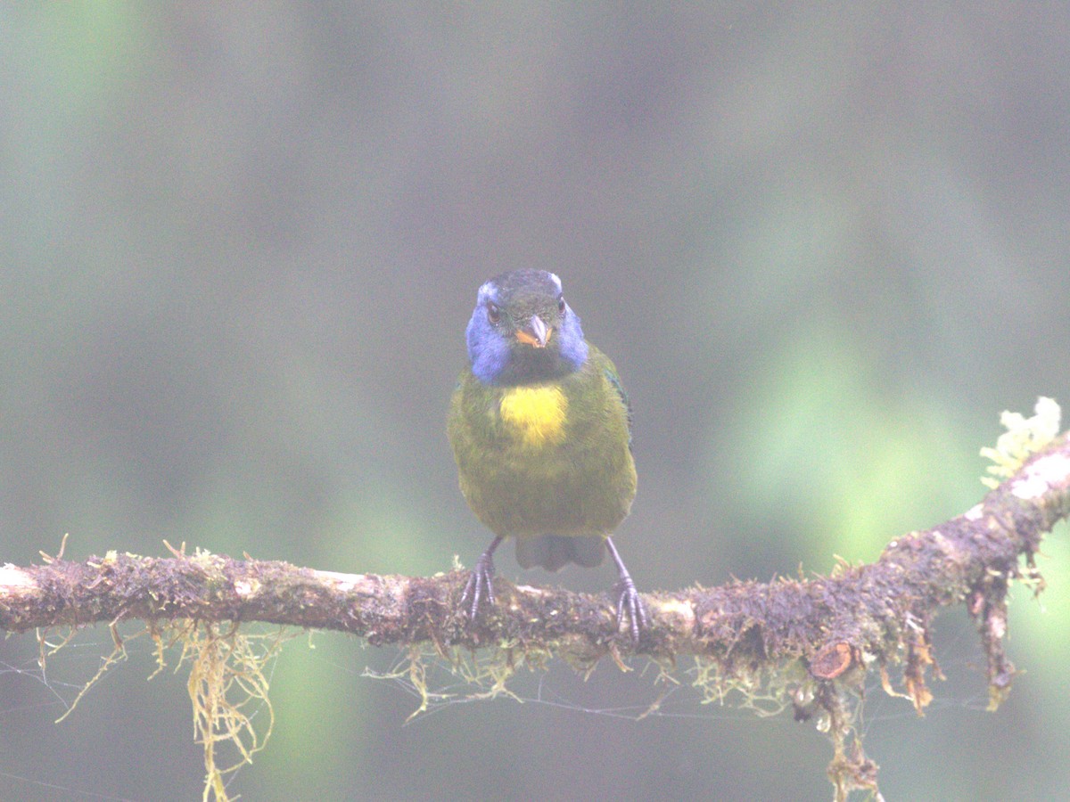 Moss-backed Tanager - ML620807772