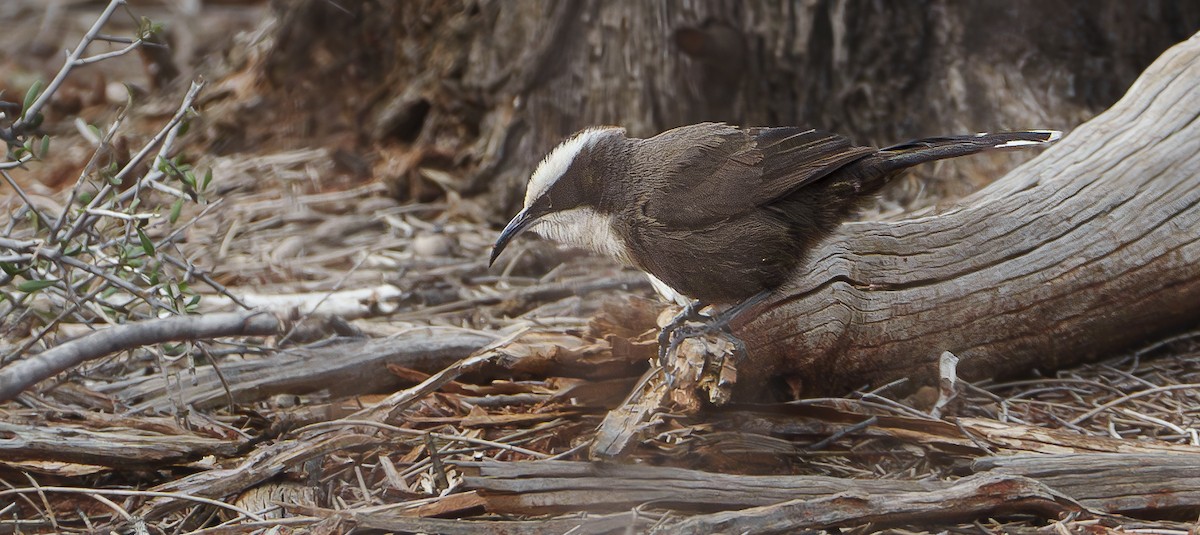 Hall's Babbler - ML620807773