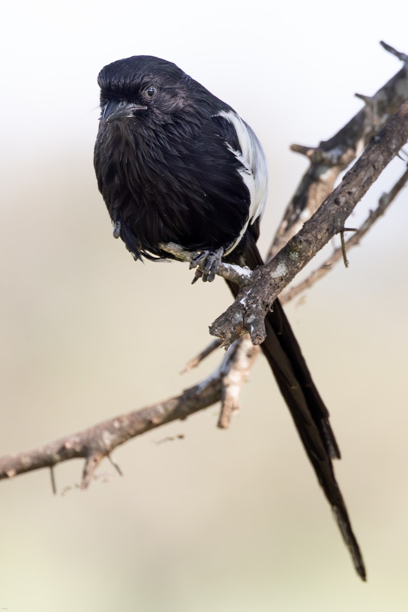 Magpie Shrike - ML620807775