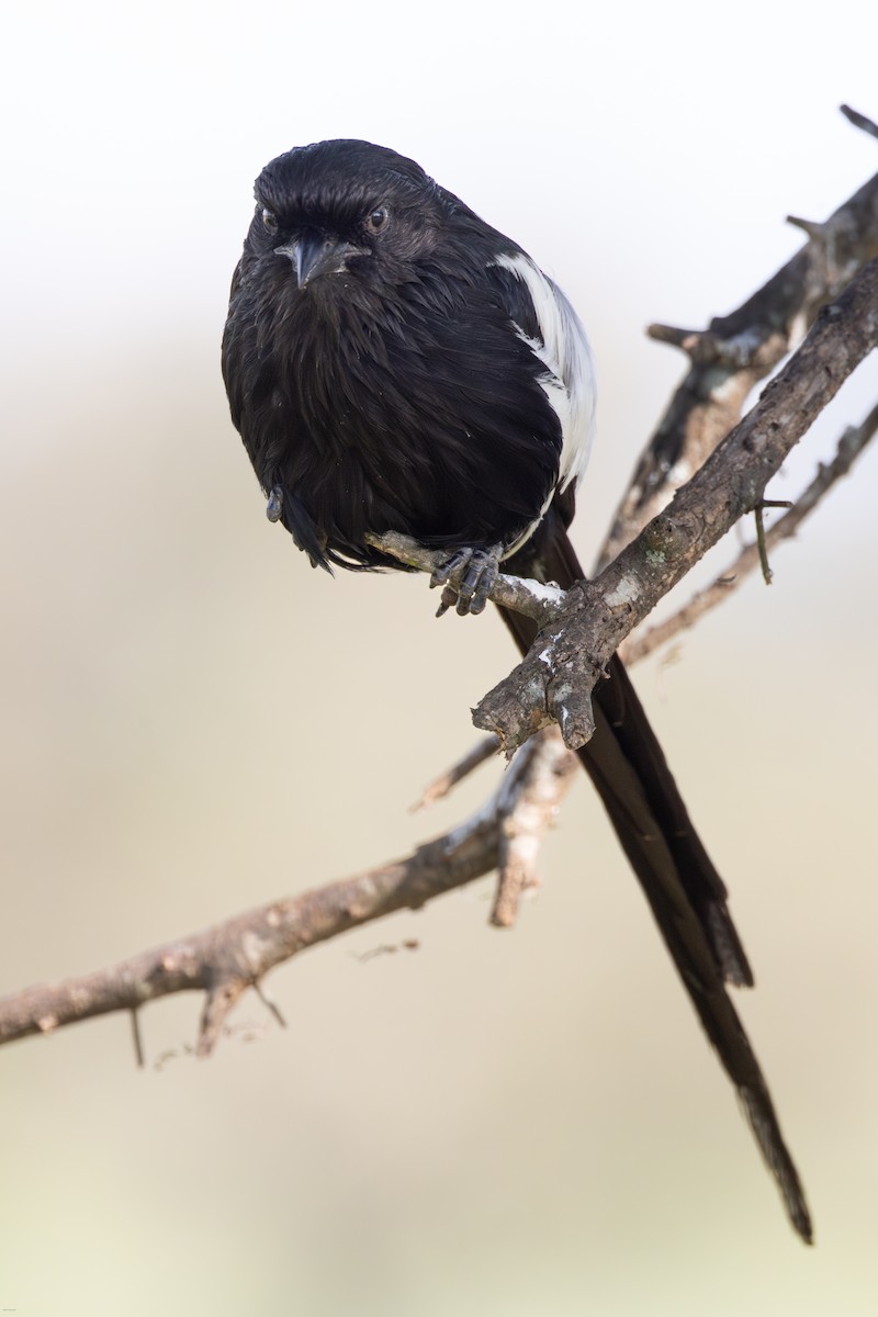 Magpie Shrike - ML620807776