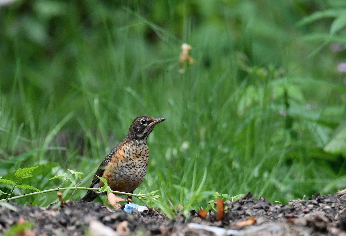 American Robin - ML620807777