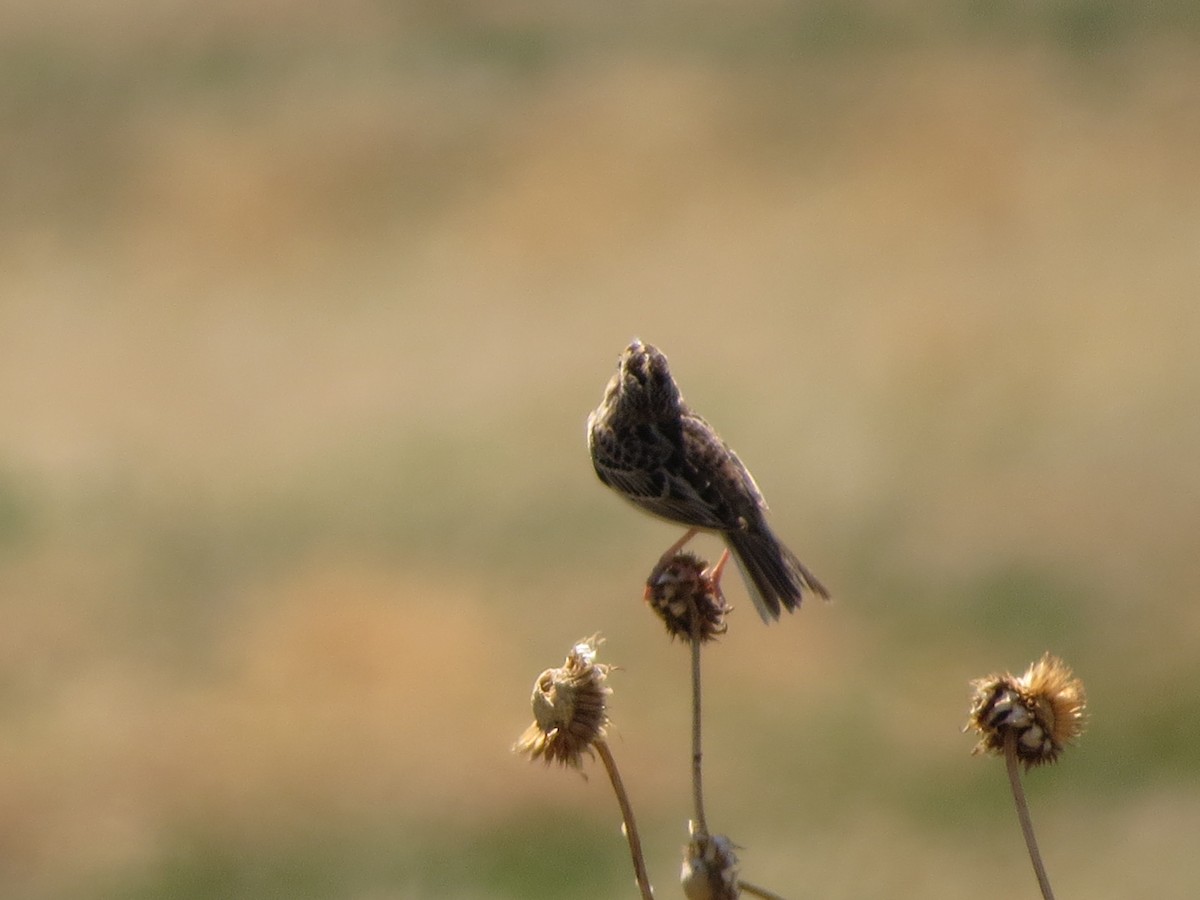 Grasshopper Sparrow - Melanie Mitchell