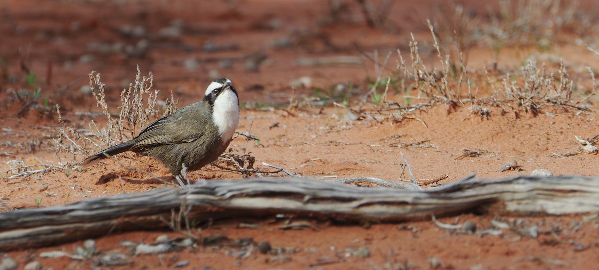 Hall's Babbler - ML620807779