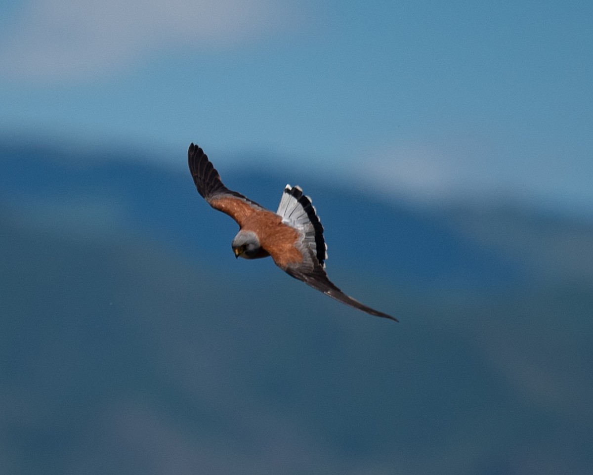 Lesser Kestrel - ML620807780