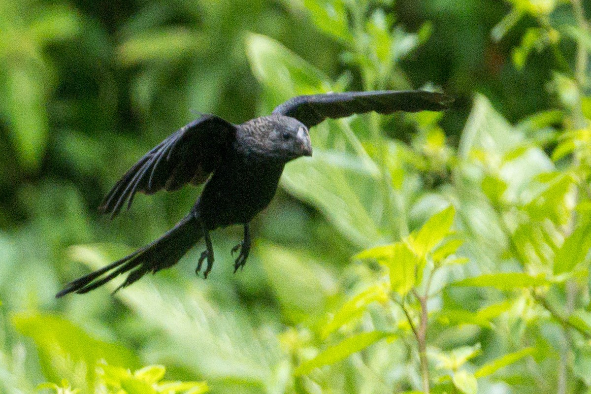 Smooth-billed Ani - ML620807783