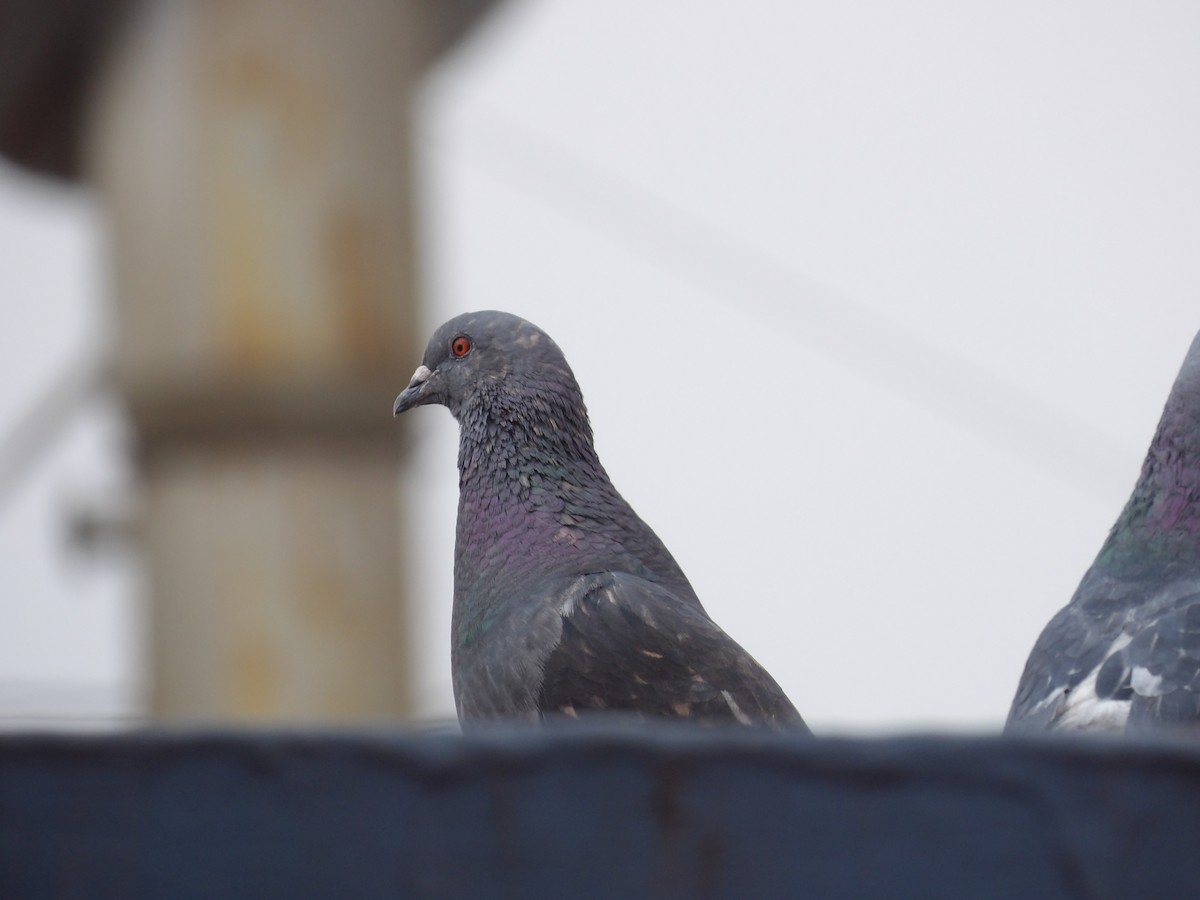 Rock Pigeon (Feral Pigeon) - ML620807784