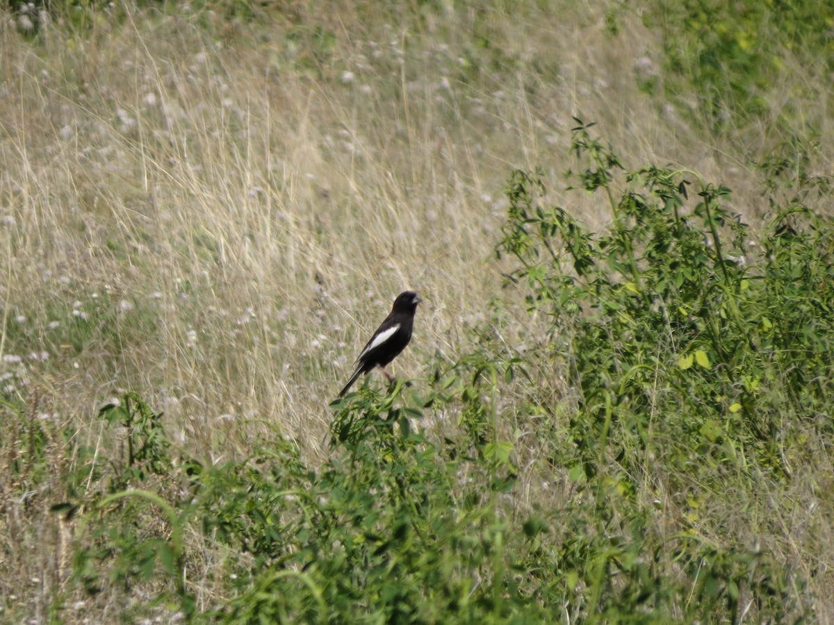 Lark Bunting - ML620807786