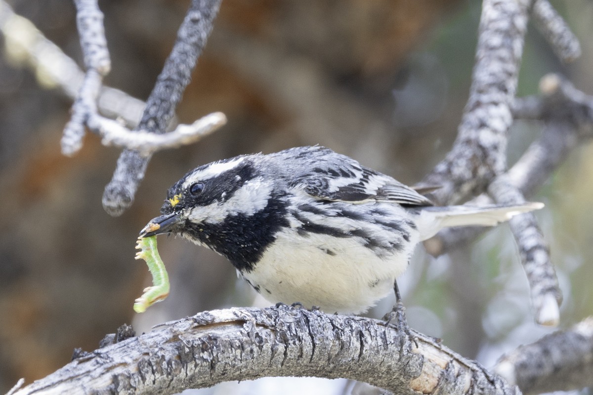 Black-throated Gray Warbler - ML620807788