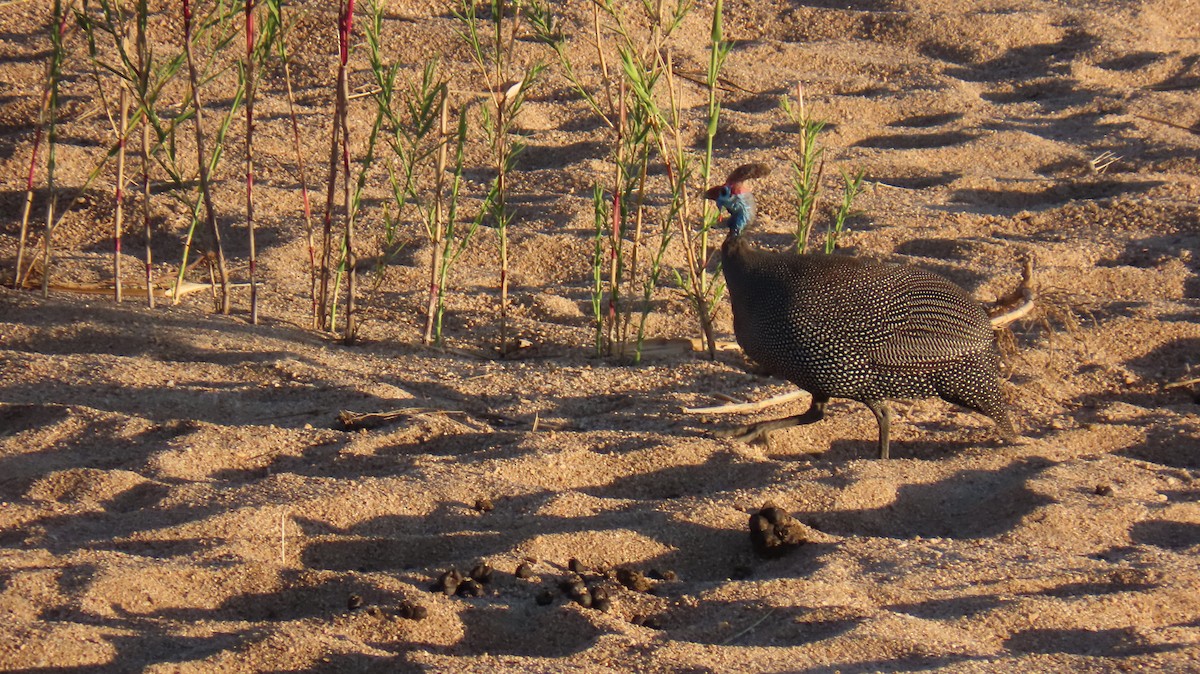 Helmeted Guineafowl - ML620807789