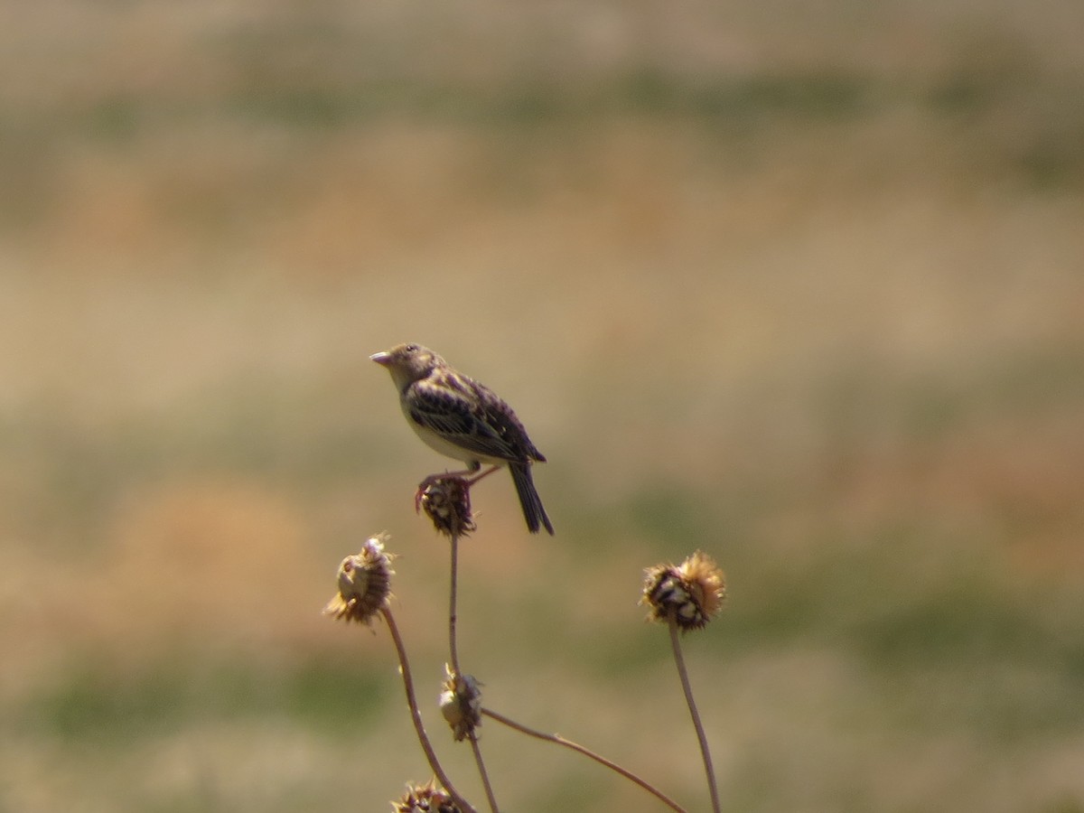 Grasshopper Sparrow - ML620807790