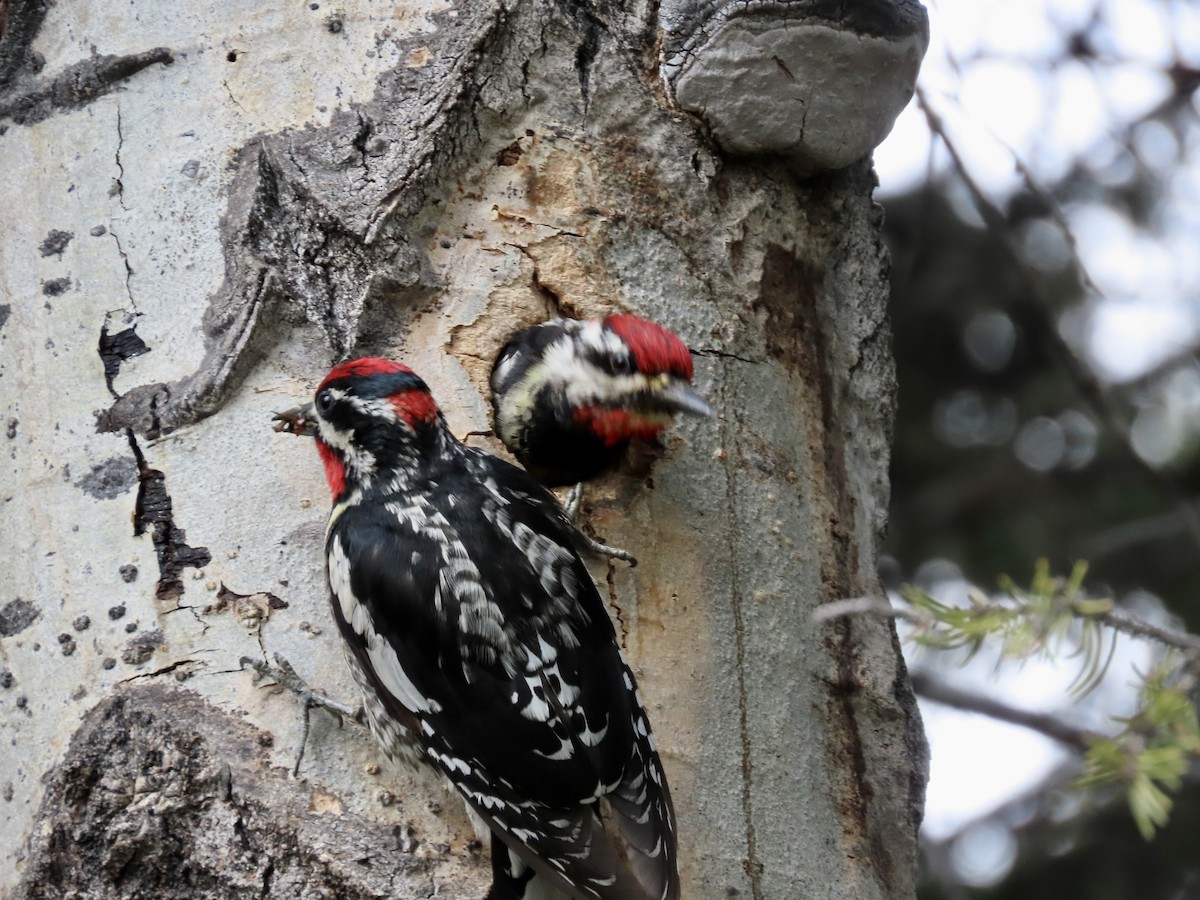 Red-naped Sapsucker - ML620807793