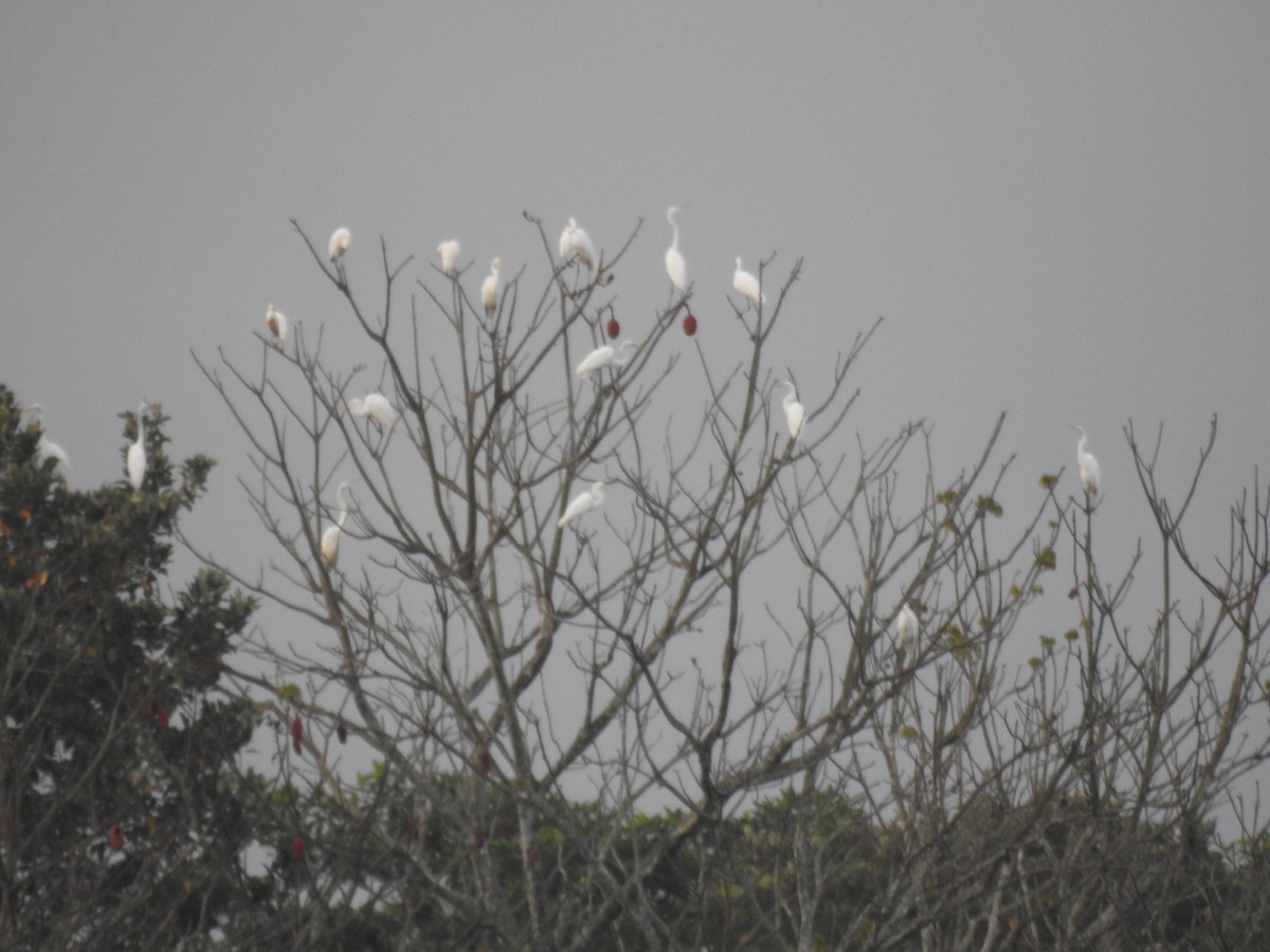 Great Egret - ML620807796