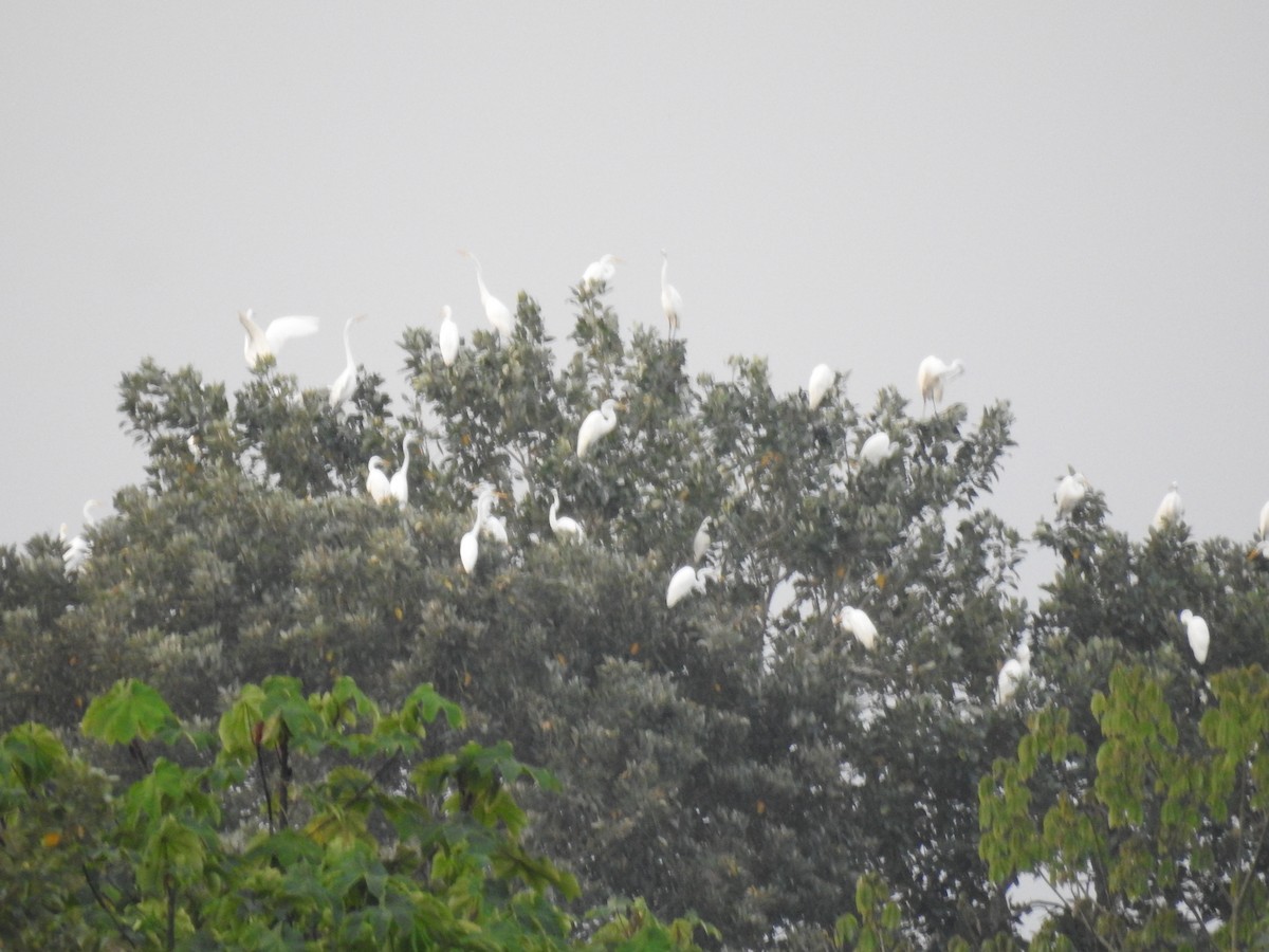 Great Egret - ML620807797