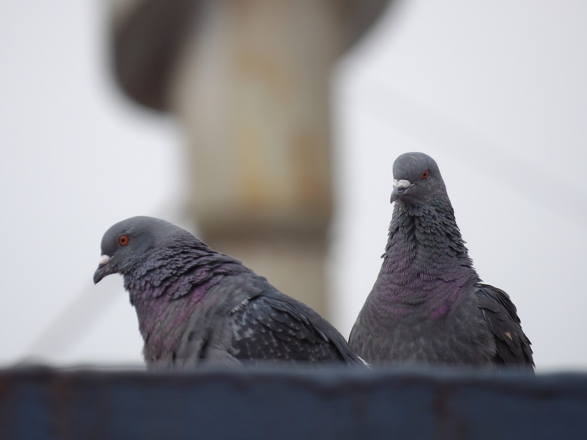 Rock Pigeon (Feral Pigeon) - ML620807799