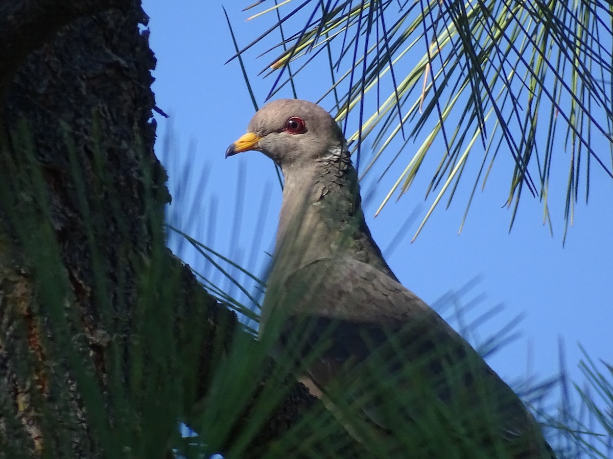 Band-tailed Pigeon - Teri Ligon