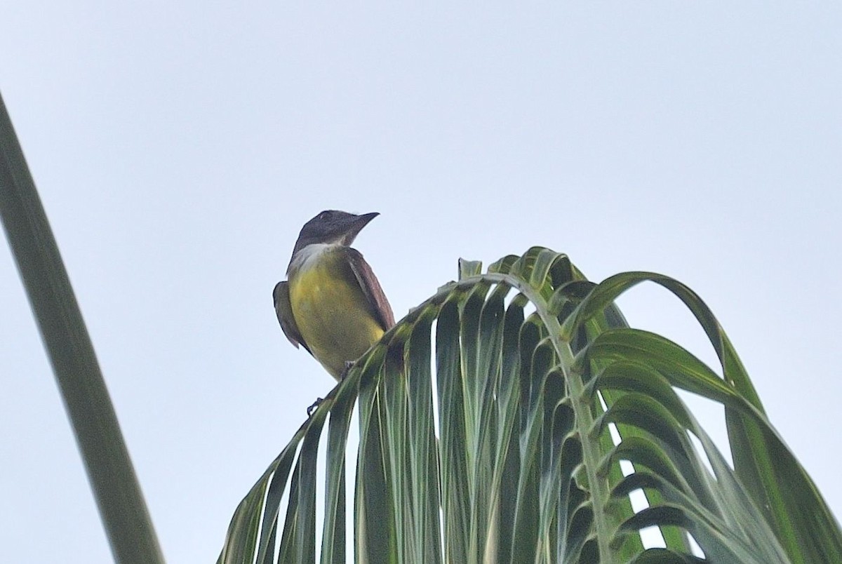 Sulphury Flycatcher - ML620807804