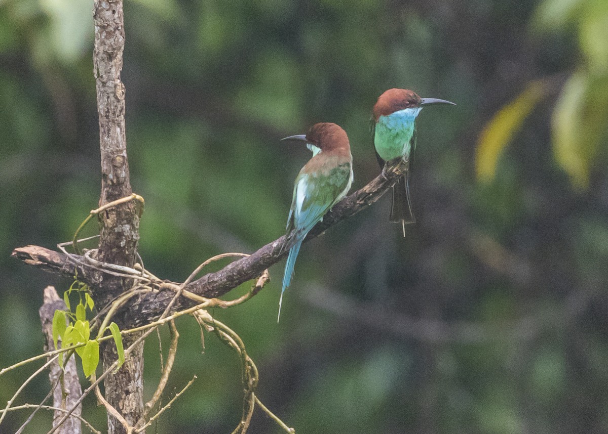 Blue-throated Bee-eater - ML620807805