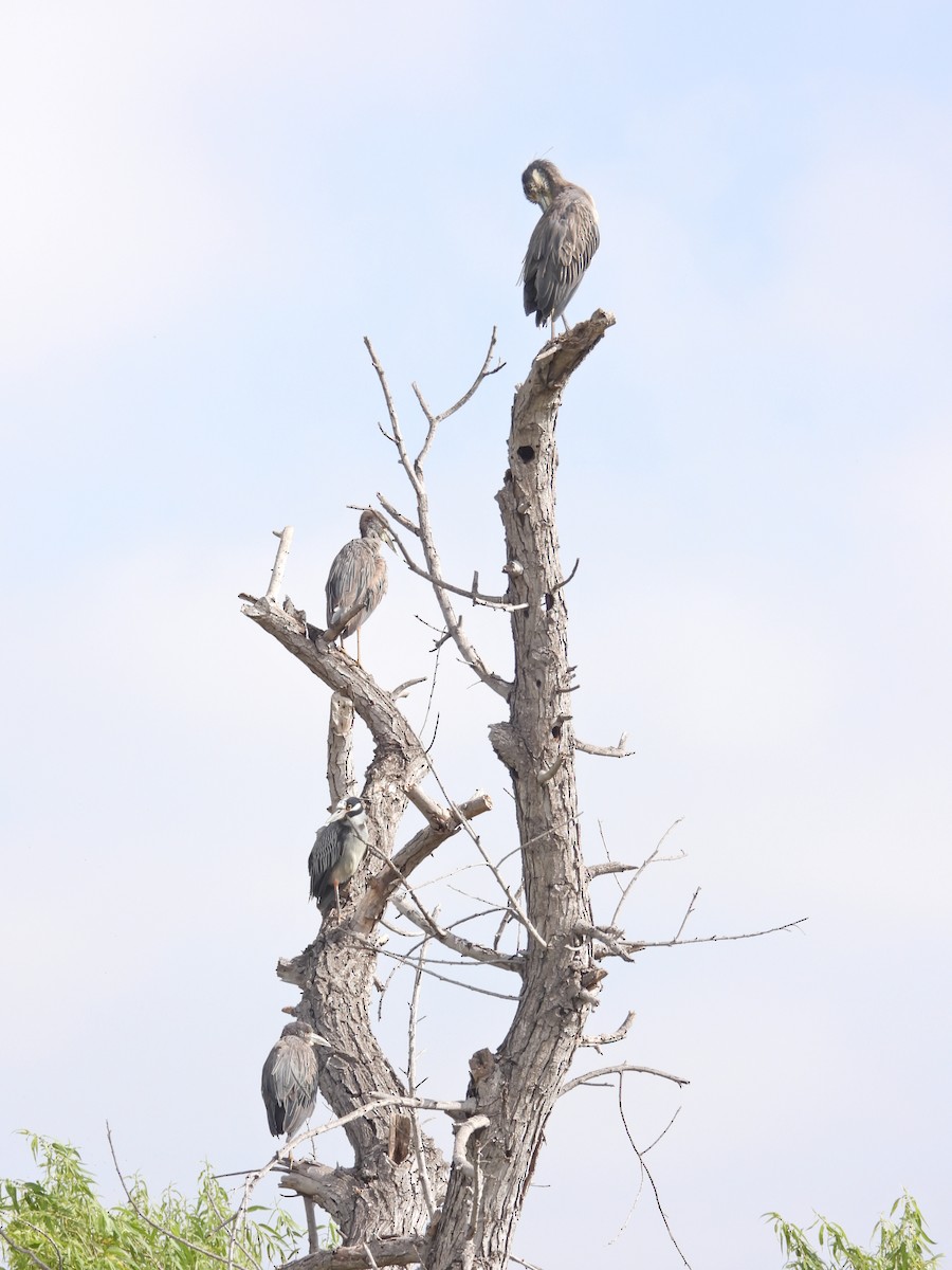 Yellow-crowned Night Heron - ML620807833