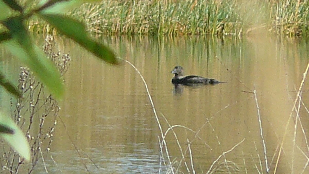 Musk Duck - ML620807845