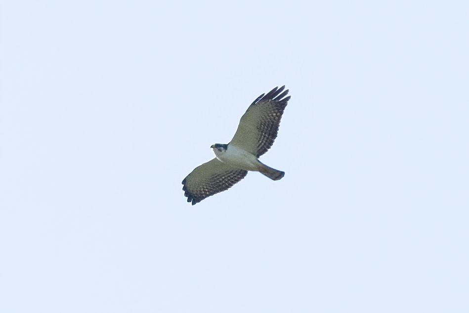 Short-tailed Hawk - ML620807846