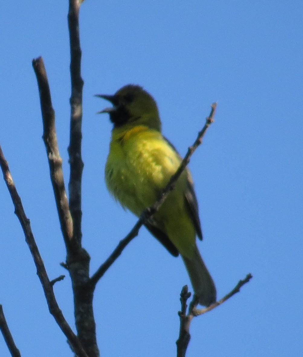 Orchard Oriole - ML620807852
