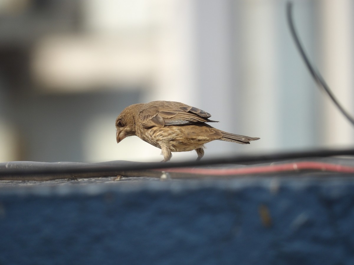 House Finch - ML620807857