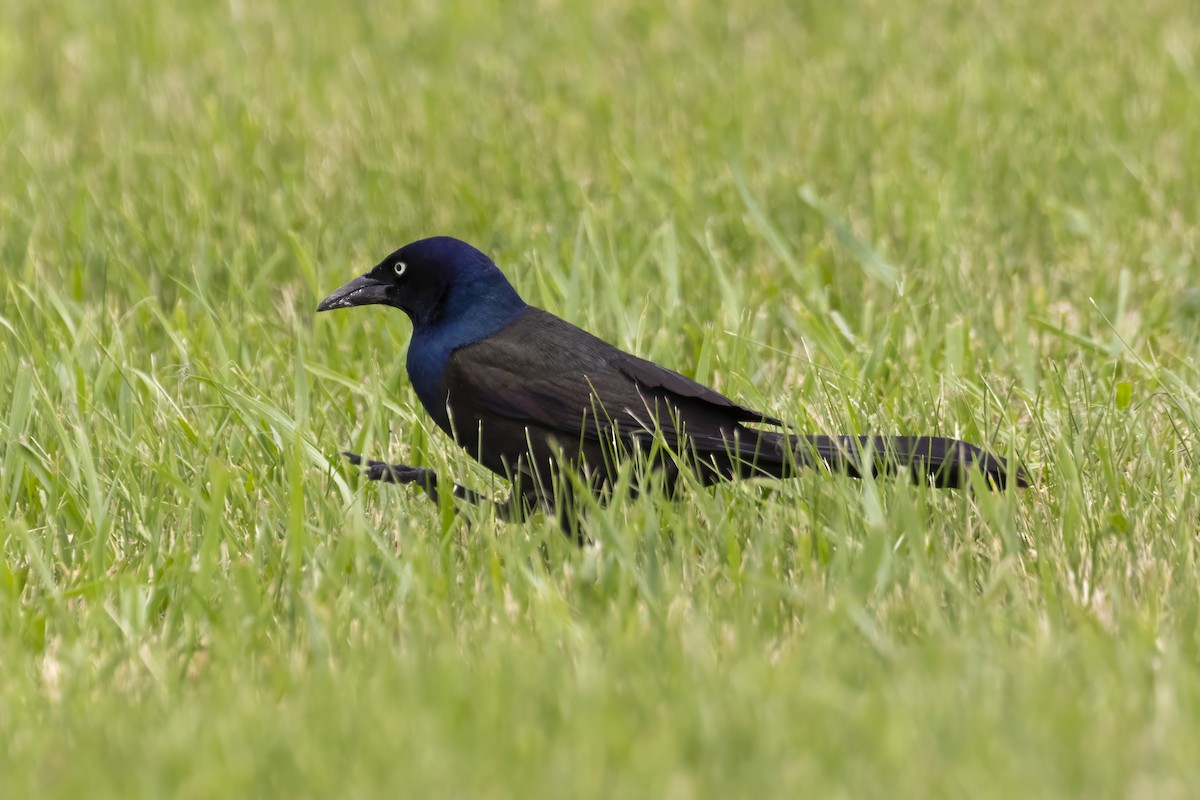 Common Grackle - ML620807858