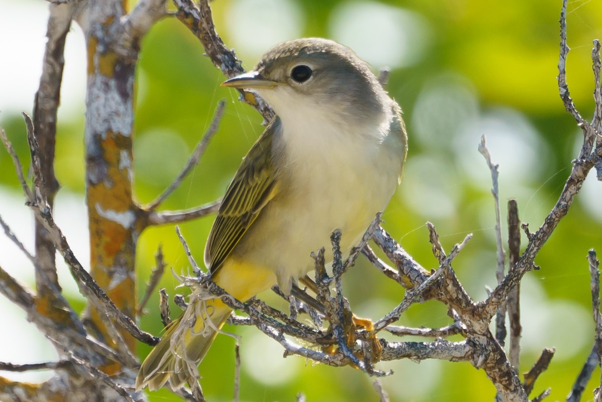Yellow Warbler (Galapagos) - Darrin Menzo