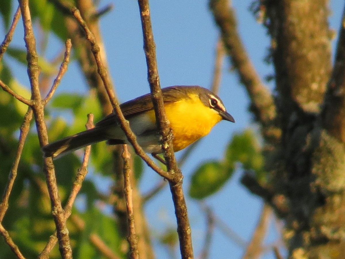 Yellow-breasted Chat - ML620807873