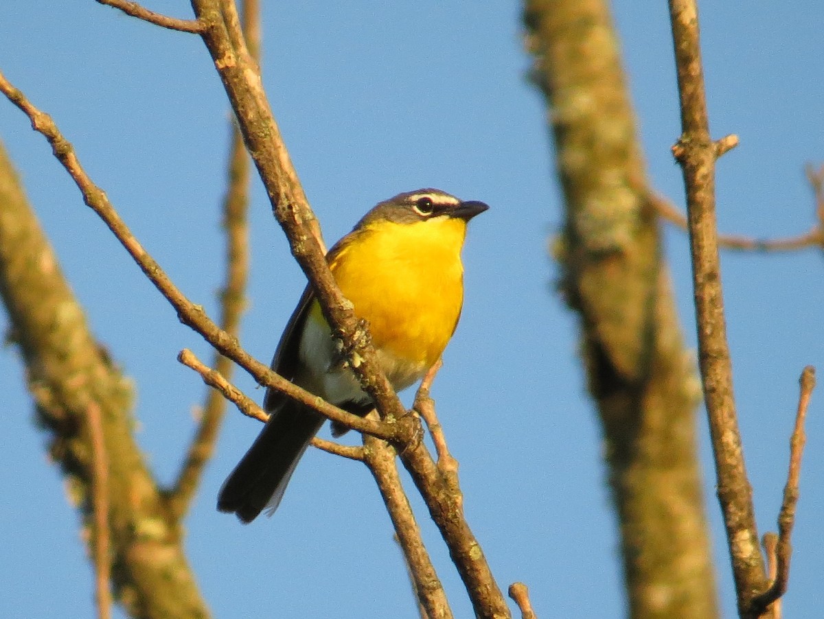 Yellow-breasted Chat - ML620807874